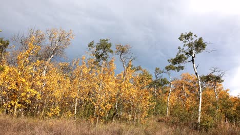 time lapse of a storm passing by autumn trees in northern montana near the canadian border