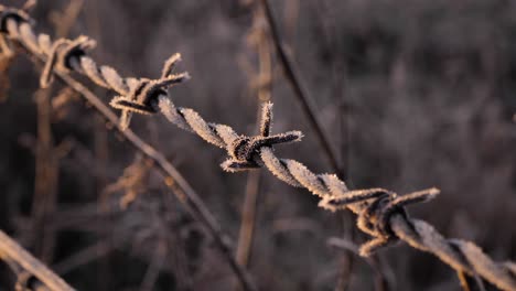 Close-detail-of-barbed-wire-fence-in-a-rural-area-of-Scotland-in-winter-in-Perth-Shire,-United-Kingdom