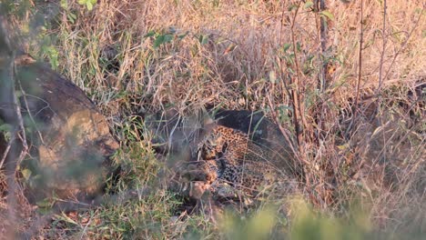 fluffy african leopard cub licks, cleans sibling in grass near den