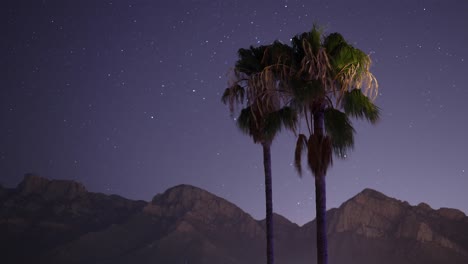 stars travel behind palm trees and catalina mountains, arizona, timelapse