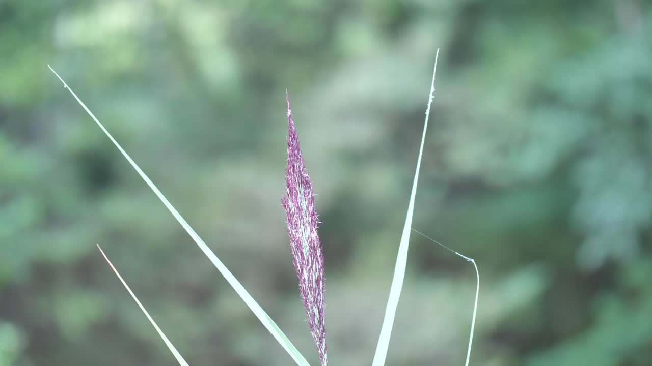 Small fly flying around a plant with long point shaped green leaves and a beautiful purple small flat flower. Close-up shot