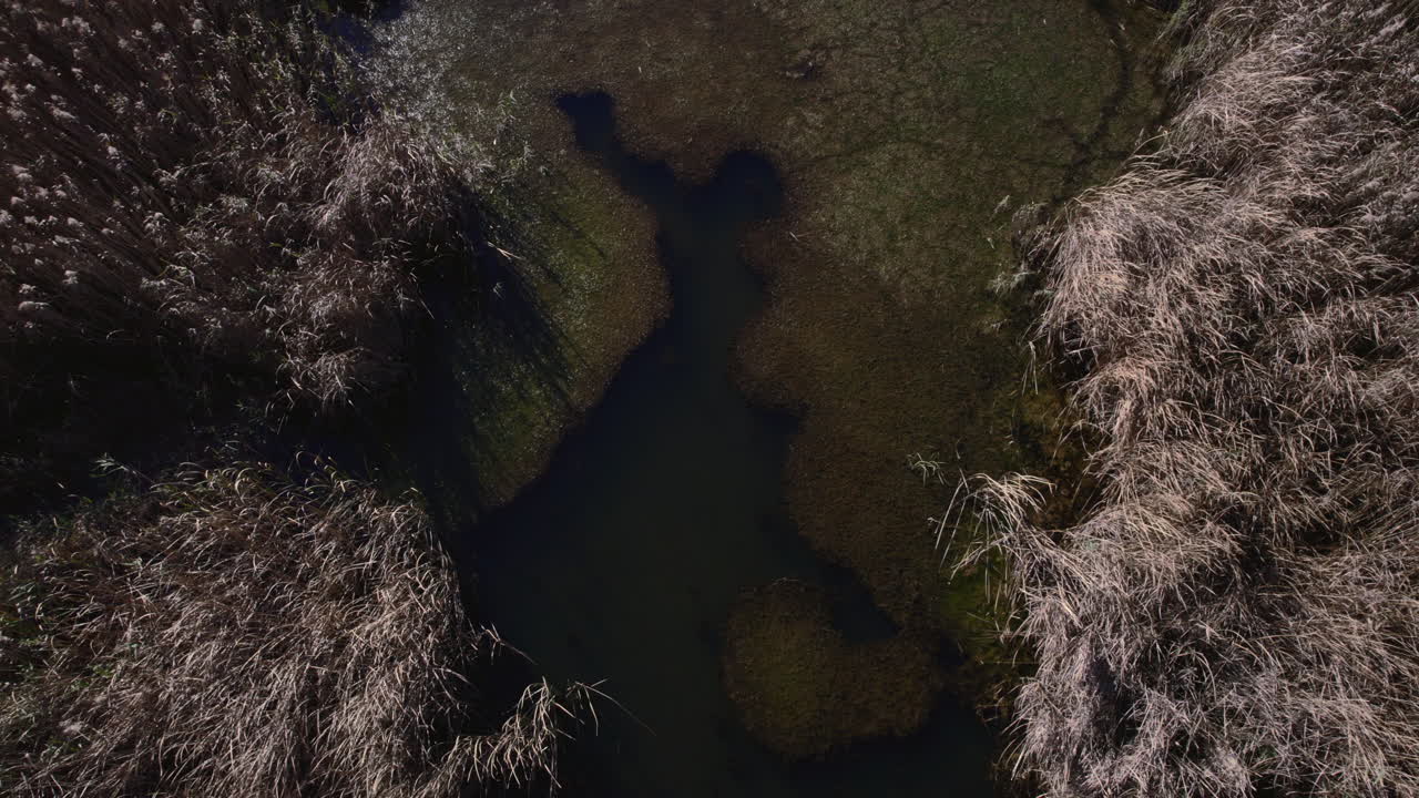 Capturing a drone's perspective with a zoom-in effect, focusing on a marsh with fish and dry vegetation during the autumn in November