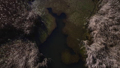 Capturing-a-drone's-perspective-with-a-zoom-in-effect,-focusing-on-a-marsh-with-fish-and-dry-vegetation-during-the-autumn-in-November