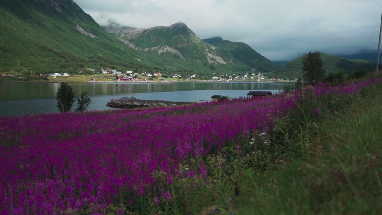 campo de flores de algas en flor en la orilla del lago en medby, isla de senja, noruega
