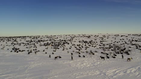 herd of reindeer