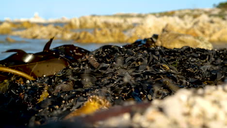 Pulgas-De-Arena-Saltando-Sobre-Algas-Lavadas-En-La-Playa,-Tiro-Estático-De-ángulo-Bajo