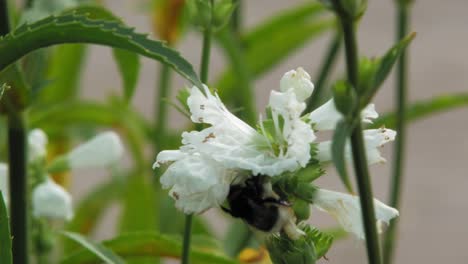 Hummel-Landet-Auf-Einer-Wunderschönen-Weißen-Physostegia-Blüte-Im-Garten---Nahaufnahme