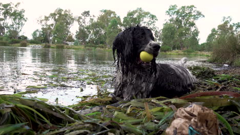 an english springer spaniel dog sitting by the edge of a lake in the weeds with a ball in his mouth