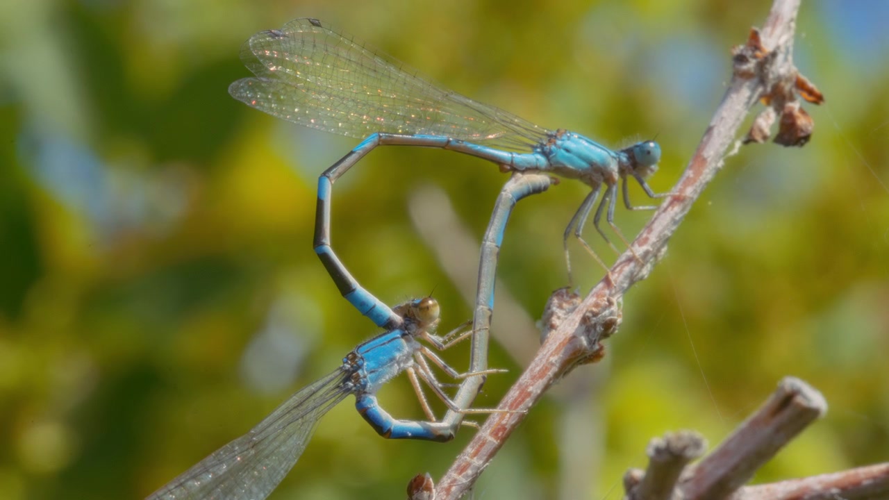 Libellule blu in accoppiamento su un ramo d'albero