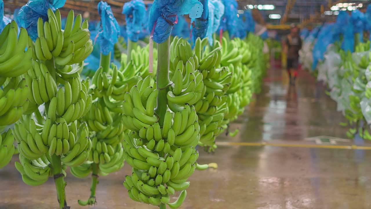 cestas de bananas colgando de las líneas de un transportador automatizado en la planta de procesamiento