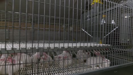 white rabbits in cages at a farm