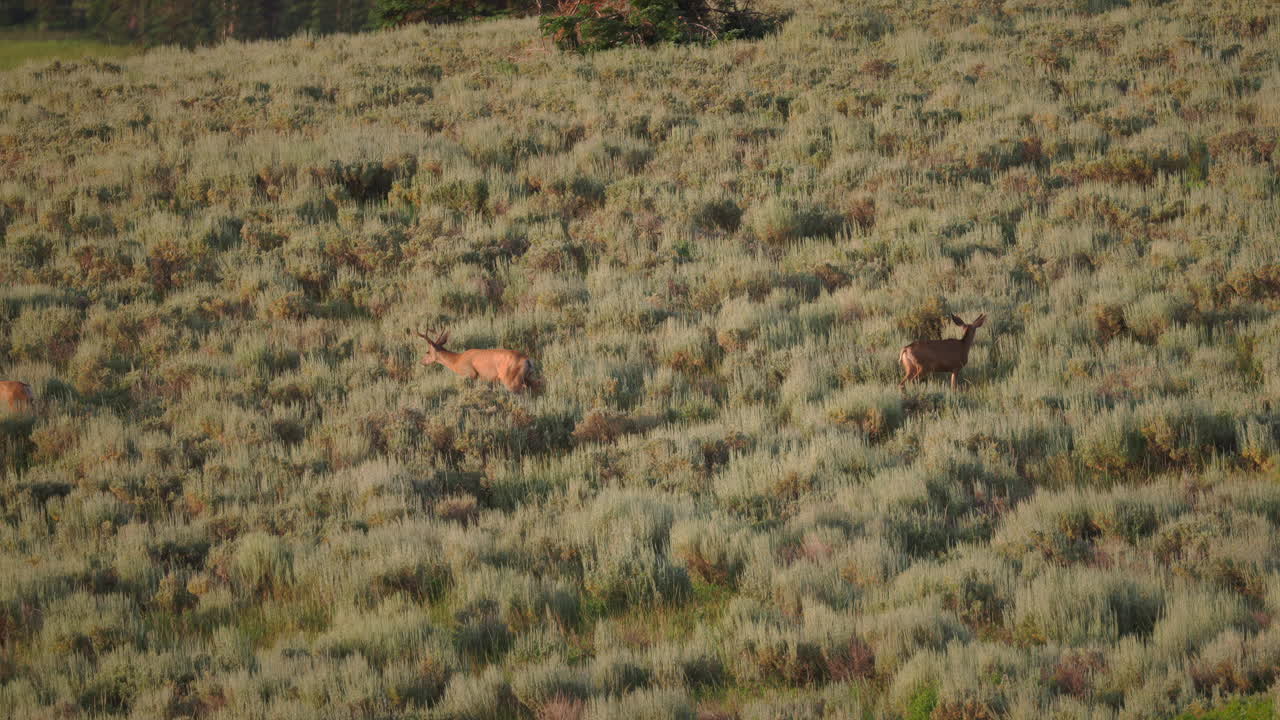 Group Of Whitetail Buck Deer Grazing Over A Wild Green Field. Zoom In Shot