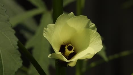 Ladyfinger-vegetable-flower-blue-