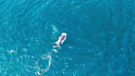 aerial drone footage of a humpback whale swimming in stunning blue waters, surfacing to take a breath