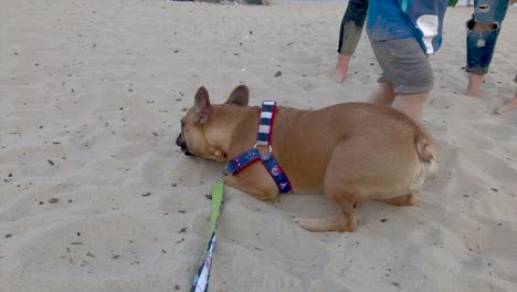 a little french bulldog is playing on the beach with a little boy