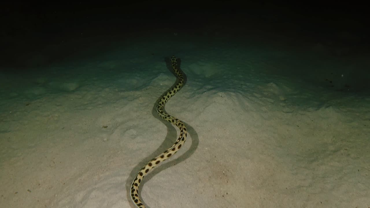 Un'anguilla serpente si muove sul fondale sabbioso sotto le luci da immersione a Mauritius. Un predatore marino notturno scivola sul fondo dell'oceano in un ambiente subacqueo tropicale e buio