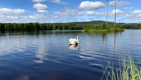 un hermoso cisne blanco yaciendo quieto en un lago, mientras las nubes se reflejan en el agua