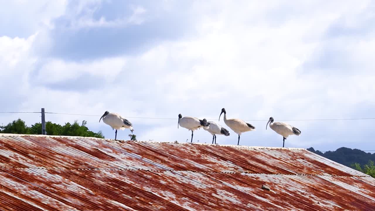 くもりの空の下、風化したさび色の金属屋根の上に、何羽ものトキが立っています。