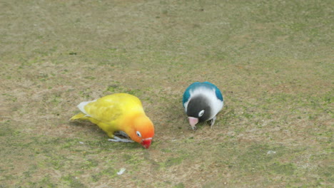 los pájaros enamorados de fischer, lutino, amarillo, naranja y azul, plumaje de mutación, picoteando semillas en el suelo en el parque de mascotas de mongo land da lat.