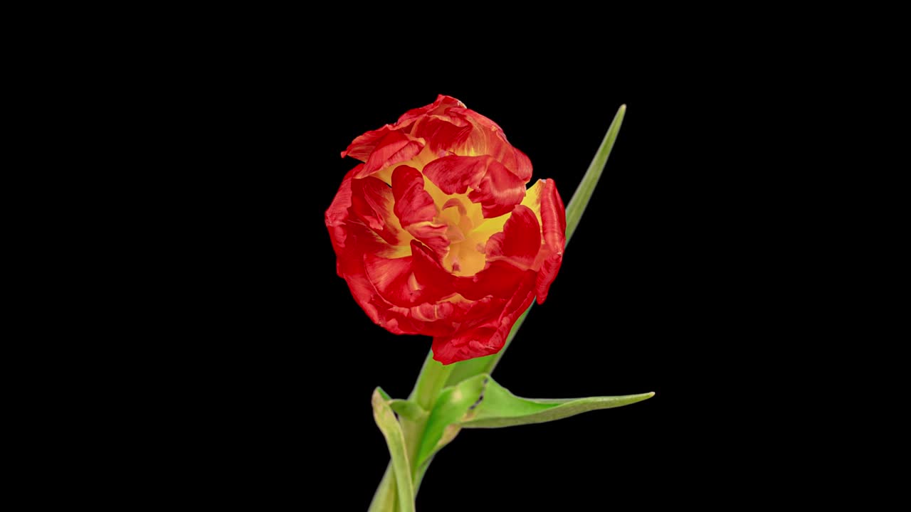Top View Growing red Bud Tulip Flower. Amazing Beautiful Blooming Plant in Timelapse. Lovely Romantic and Natural Backdrop Wedding Decoration Flower in Growing Process Closeup 4k, Valentine's Day love