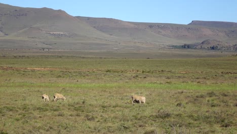 Schafzucht-In-Der-Karoo