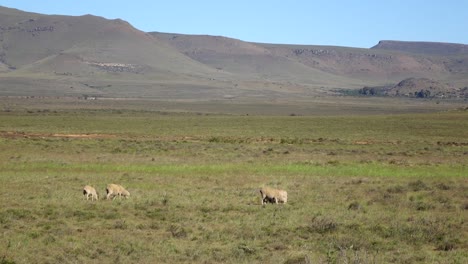cría de ovejas en el karoo