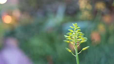 rack focus pulling shot capturing a variation of hybrid succulent plants in the botanical garden environment at daytime