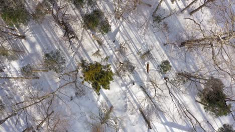 Verfolgung-Von-Zwei-Hirschen,-Die-Durch-Einen-Winterwald-Mit-Langen-Schatten-Aus-Der-Luft-Gehen