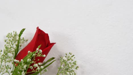 red rose on white surface 4k