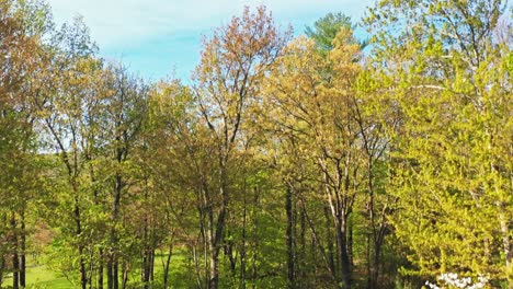 Rising-through-trees-in-upstate-New-York,-autumn-colors-alt