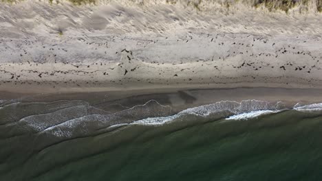 Aerial-footage-of-a-sandy-beach-in-northern-Denmark---Skagen