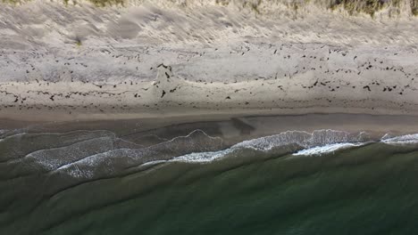 aerial footage of a sandy beach in northern denmark - skagen