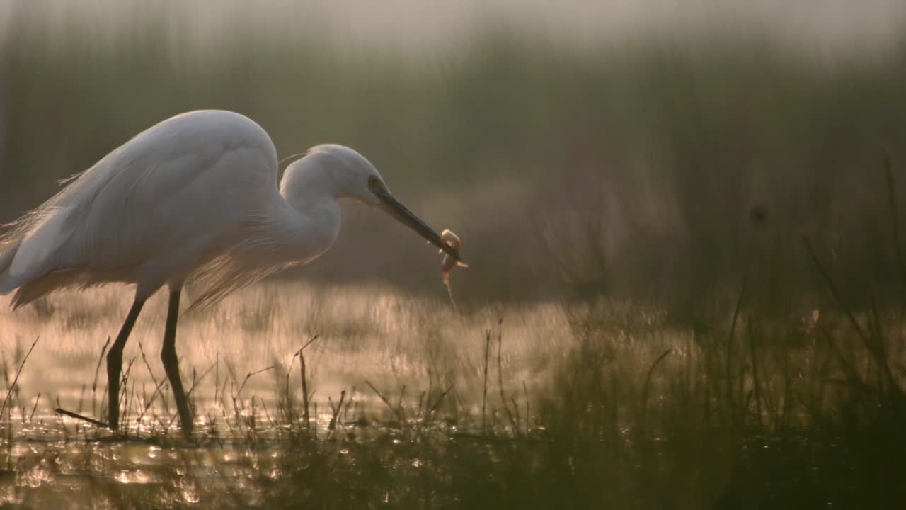 Garzetta a pesca all'alba d'inverno.