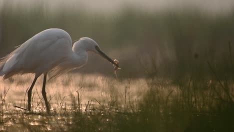 little egret fishing in sunrise of winter