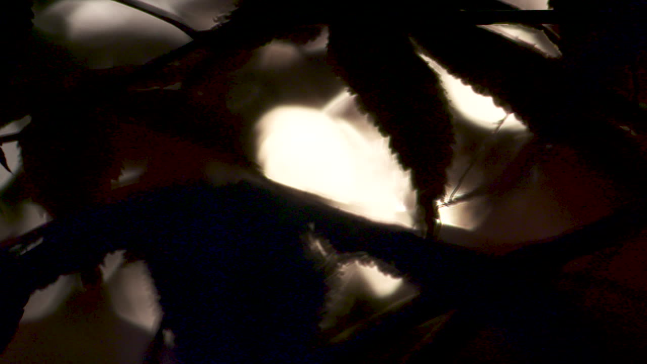 hermosa silueta en cámara lenta de un arce japonés que sopla en el viento al atardecer