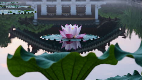 pink lotus flower in a pond with reflection and asian architecture