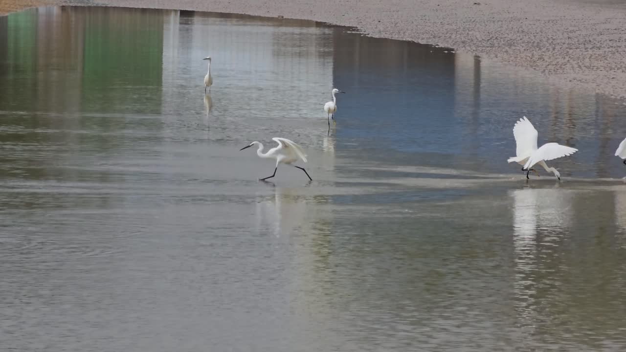 Flock of White Little Egret Birds Foraging Fishes Fishing in Shallow Sea Water Paddle at Low Tide on Sunrise