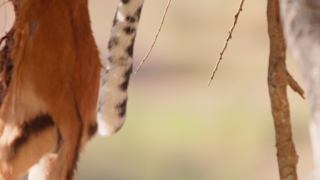 Leopards tail and Impalas dead body hanging off a tree