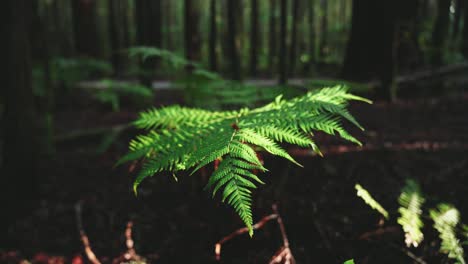 Lush-green-rainforest,-Sunlight-falling-on-fern-tree,-rack-focus-macro-new-zealand-water-on-leaf,-symmetry-satisfaction-iconic