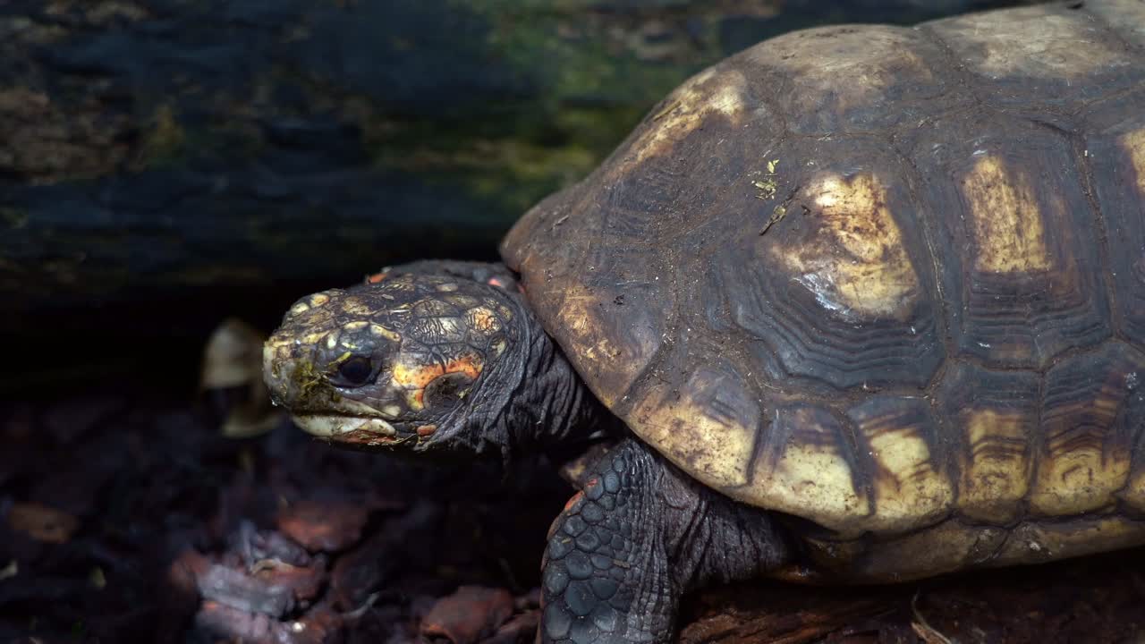 Red-footed tortoise slowly walks across dirt - bark through patch of sunlight