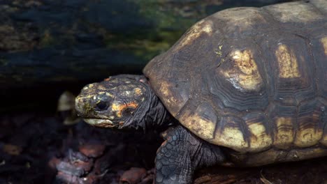 red-footed tortoise slowly walks across dirt - bark through patch of sunlight