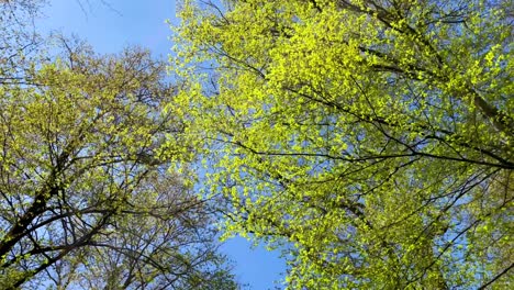 POV looking up green pine tree forest while walking in the nature during spring time in Bavaria, Germany