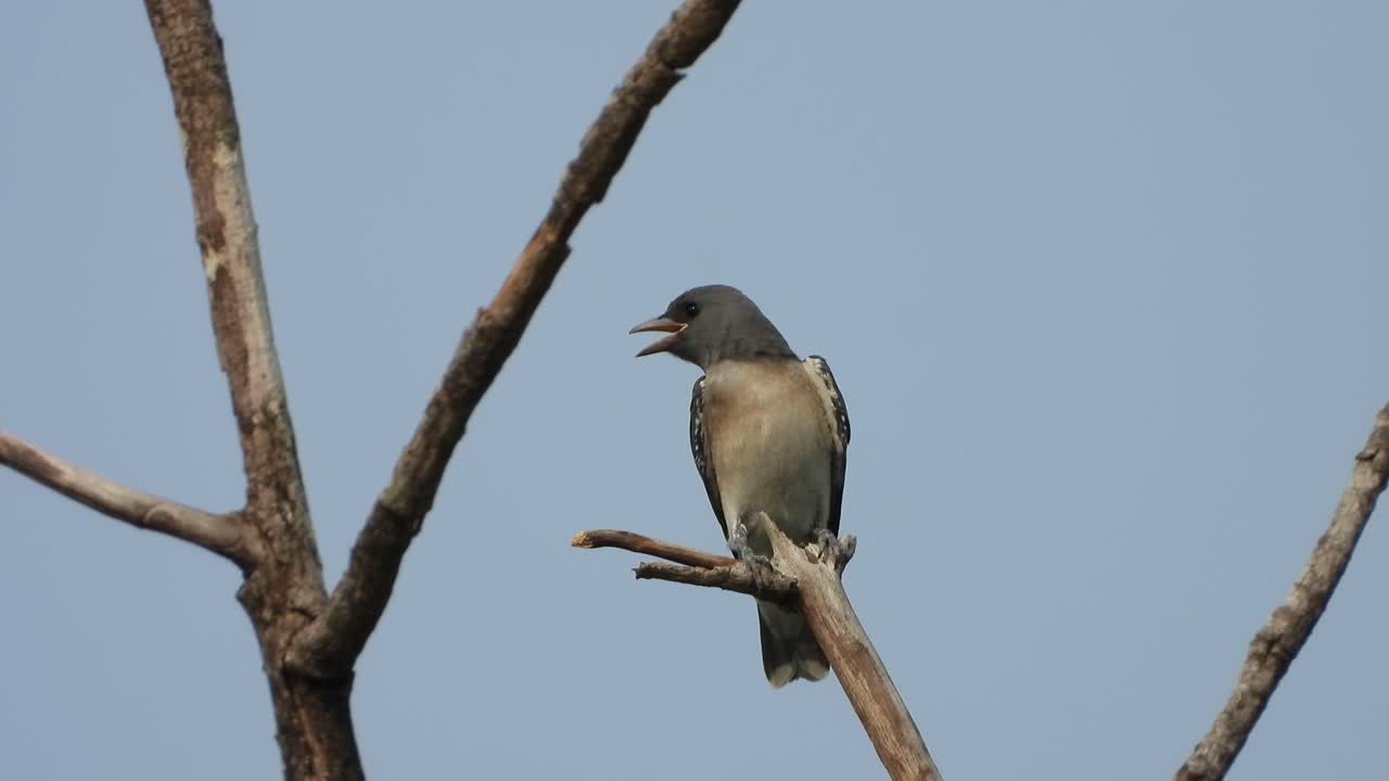 golondrina cenicienta en el árbol