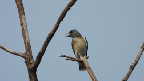 ashy-woodswallow-in-tree-