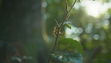 4k slow motion macro shot of two spiders fighting against each other for a dead fly, against the sunlight, in the middle of the forest