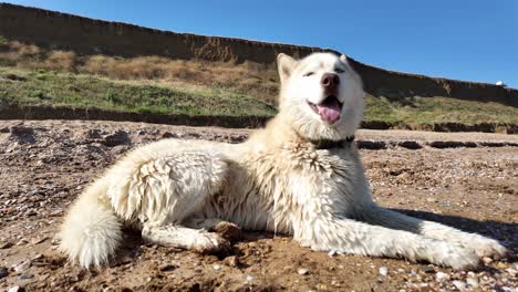 Ein-Weißer-Husky-Entspannt-An-Einem-Sonnigen-Tag-An-Einem-Sandstrand