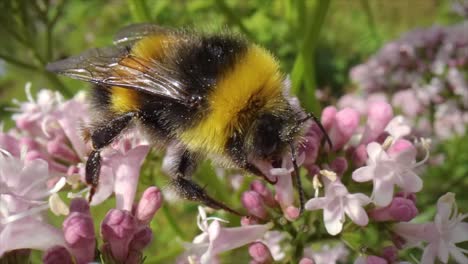 Bumblebee-collects-nectar-from-the-flower.-Close-up-macro.