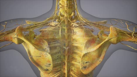 complete close-up view of the skeletal system with transparent body