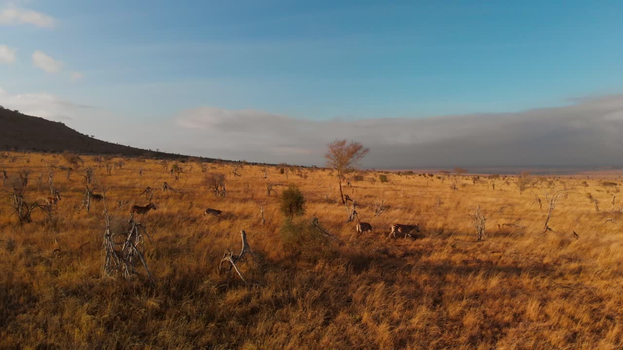 una gran llanura con una pequeña manada de cebras, en tsavo west, kenia