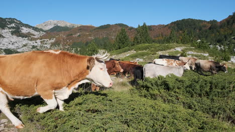 Vacas-En-Las-Montañas-Pastando